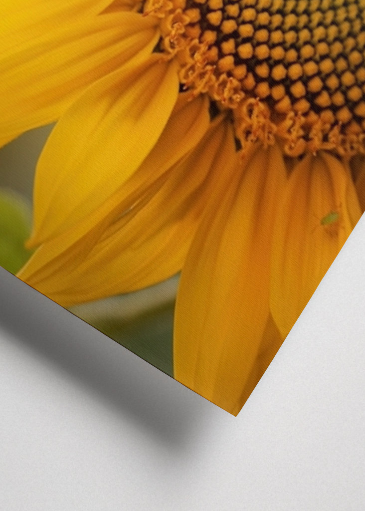 The sunflower and the fly