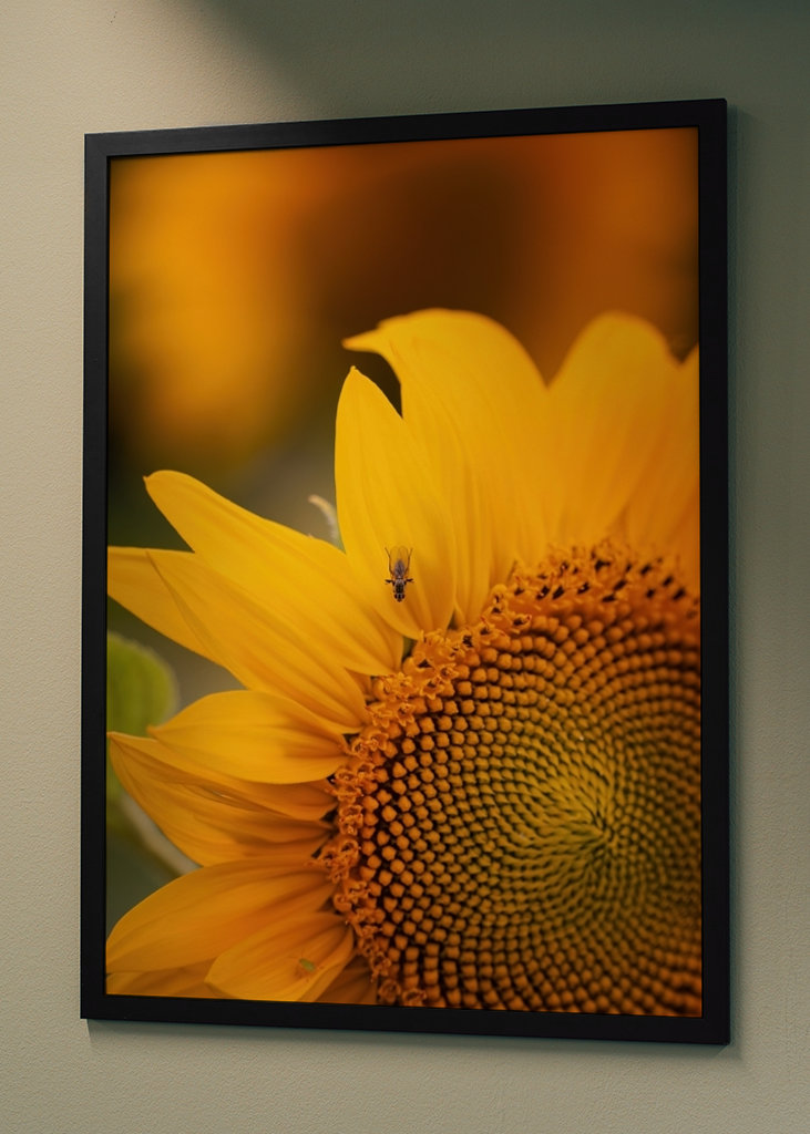 The sunflower and the fly