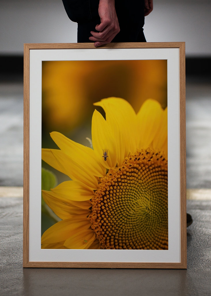 The sunflower and the fly