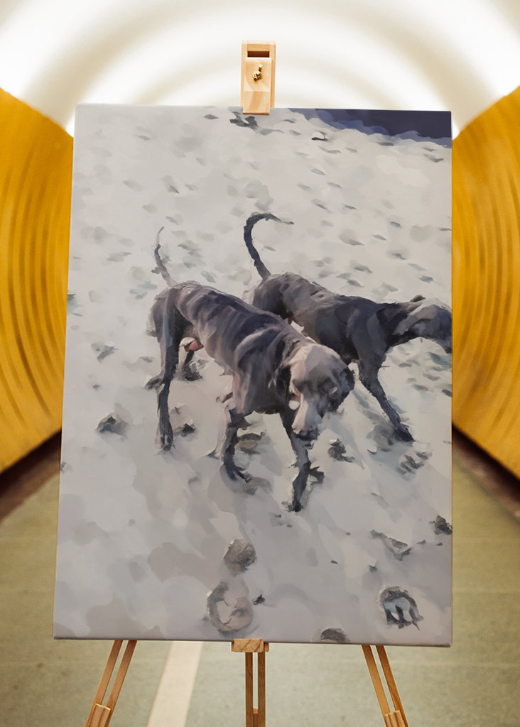 Strandhundar/Beach dogs