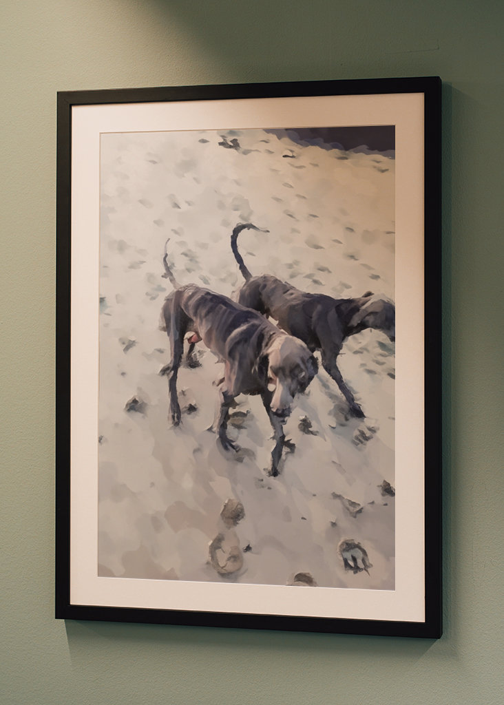 Strandhundar/Beach dogs