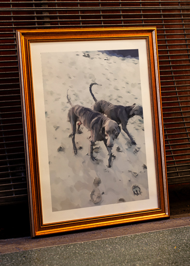 Strandhundar/Beach dogs