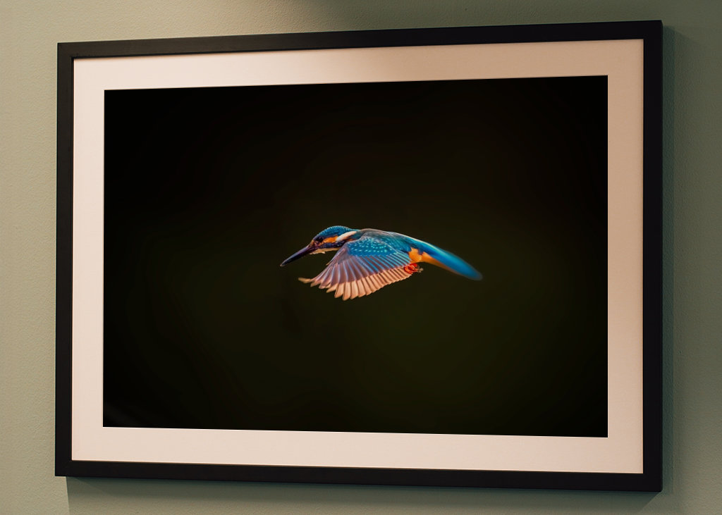 Martin-pêcheur en vol 