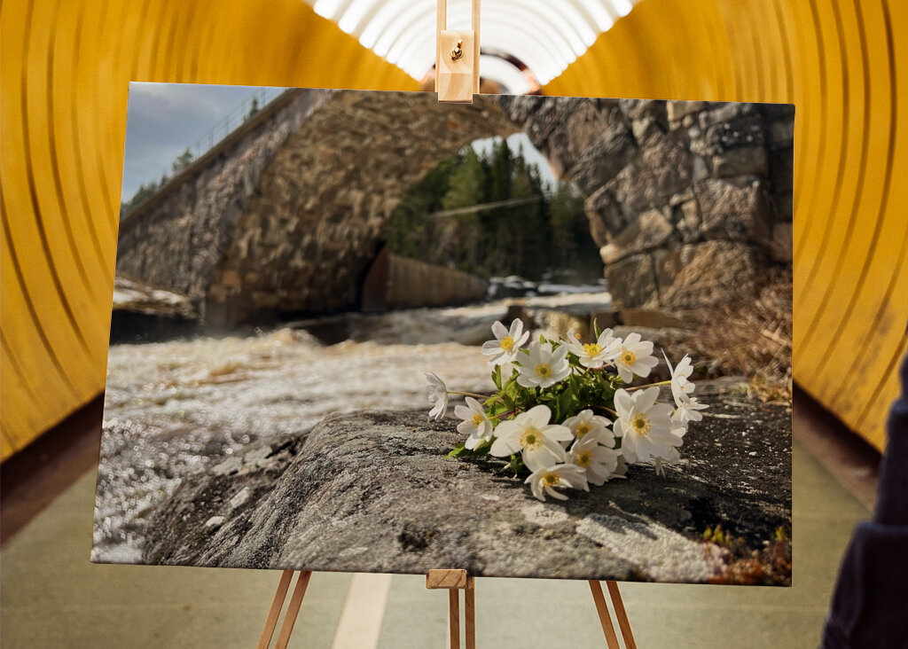 Anemones and the bridge