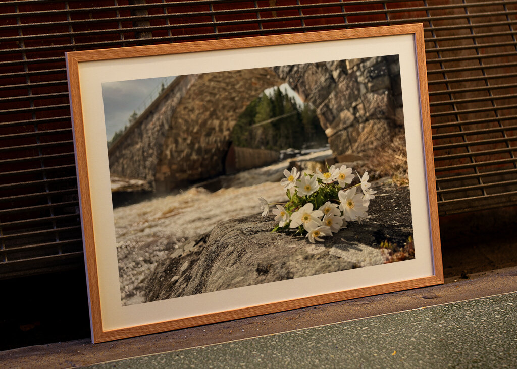 Anemones and the bridge