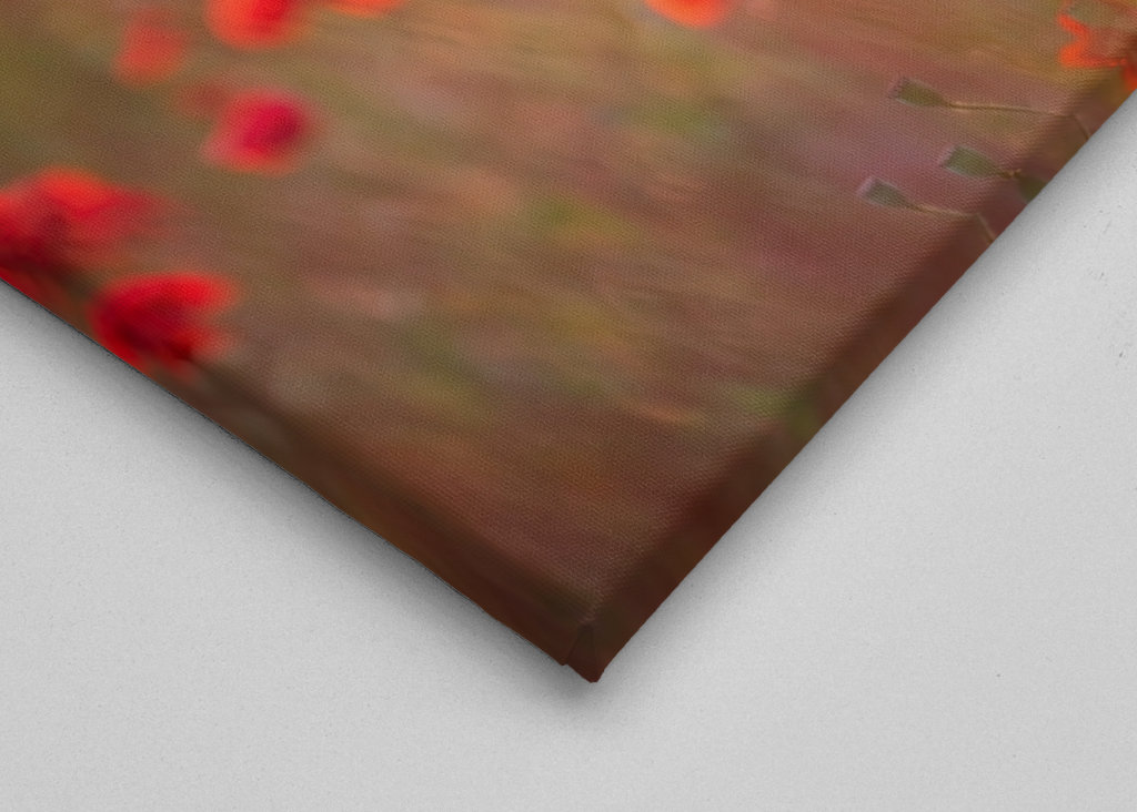 Makové pole při západu slunce