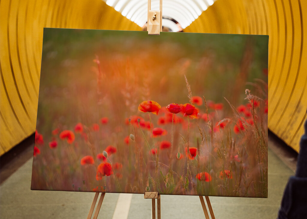 Makové pole při západu slunce