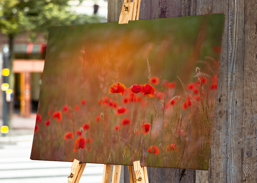 Makové pole při západu slunce