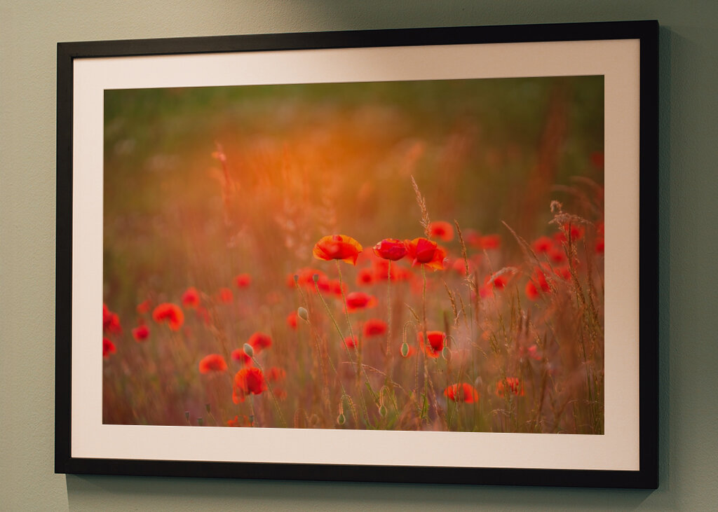 Makové pole při západu slunce