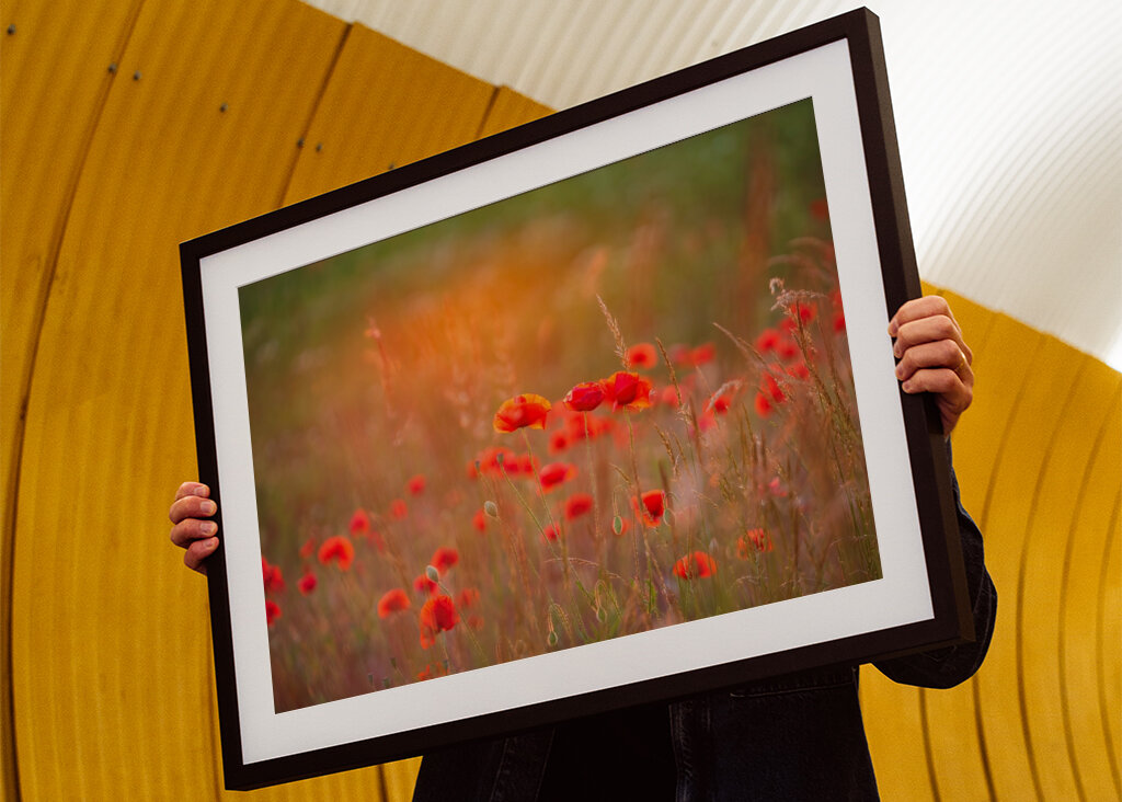 Makové pole při západu slunce