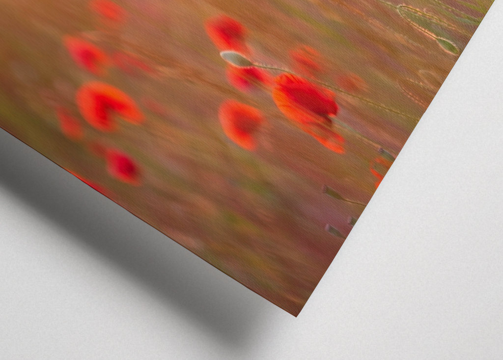 Makové pole při západu slunce