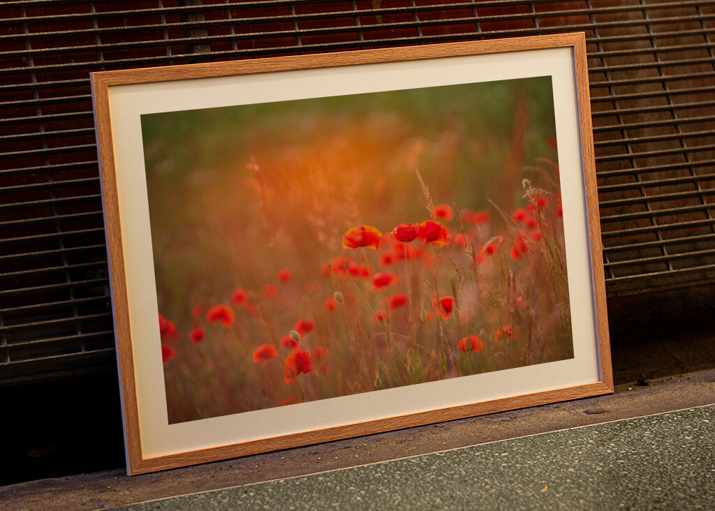 Makové pole při západu slunce