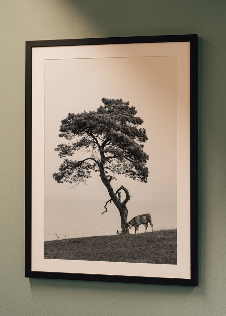 Ferdinand sous le pin