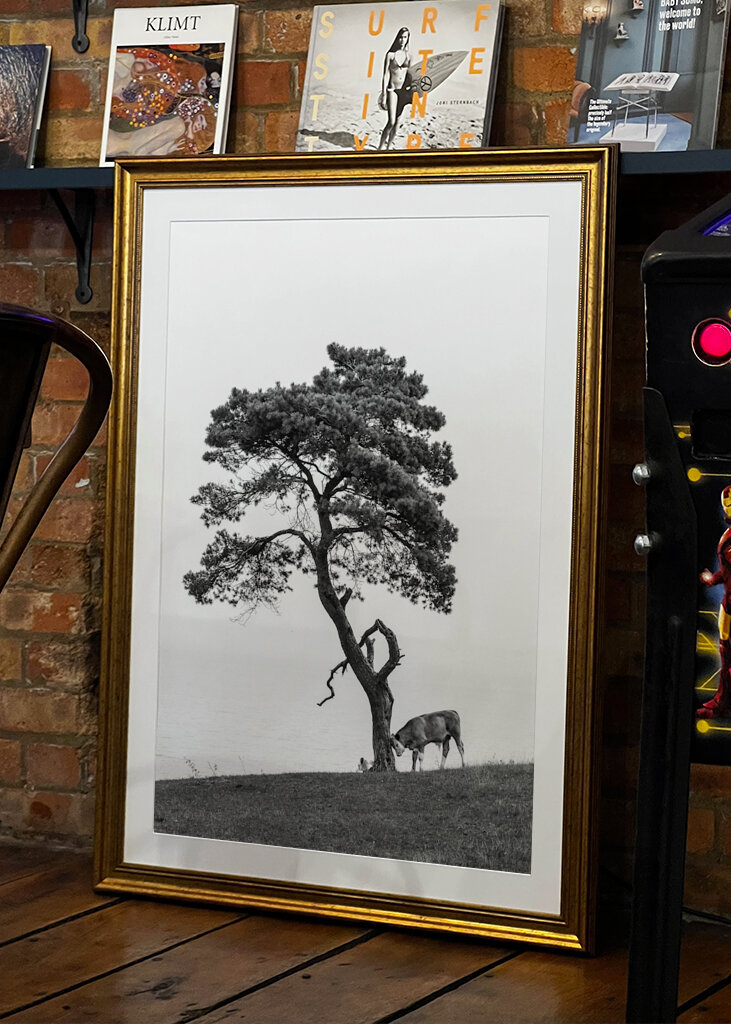 Ferdinand sous le pin