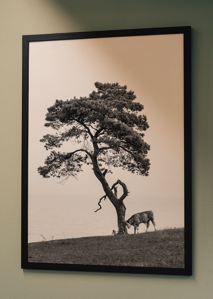 Ferdinand sous le pin