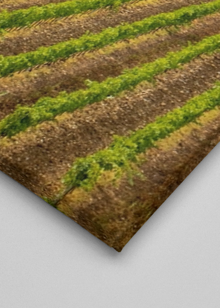 Arbustos de vino en la Toscana 