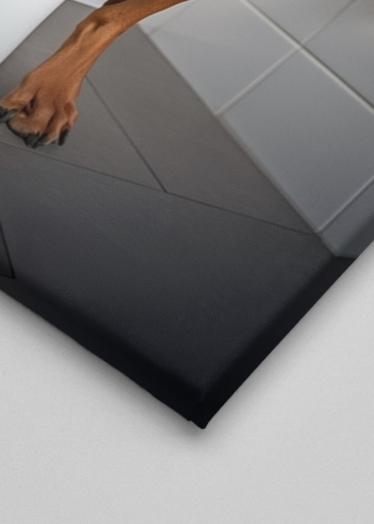 Ridgeback na záchodě