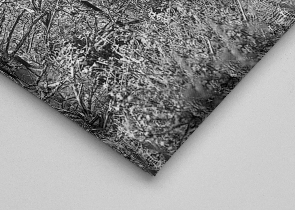 Elefante, bianco e nero