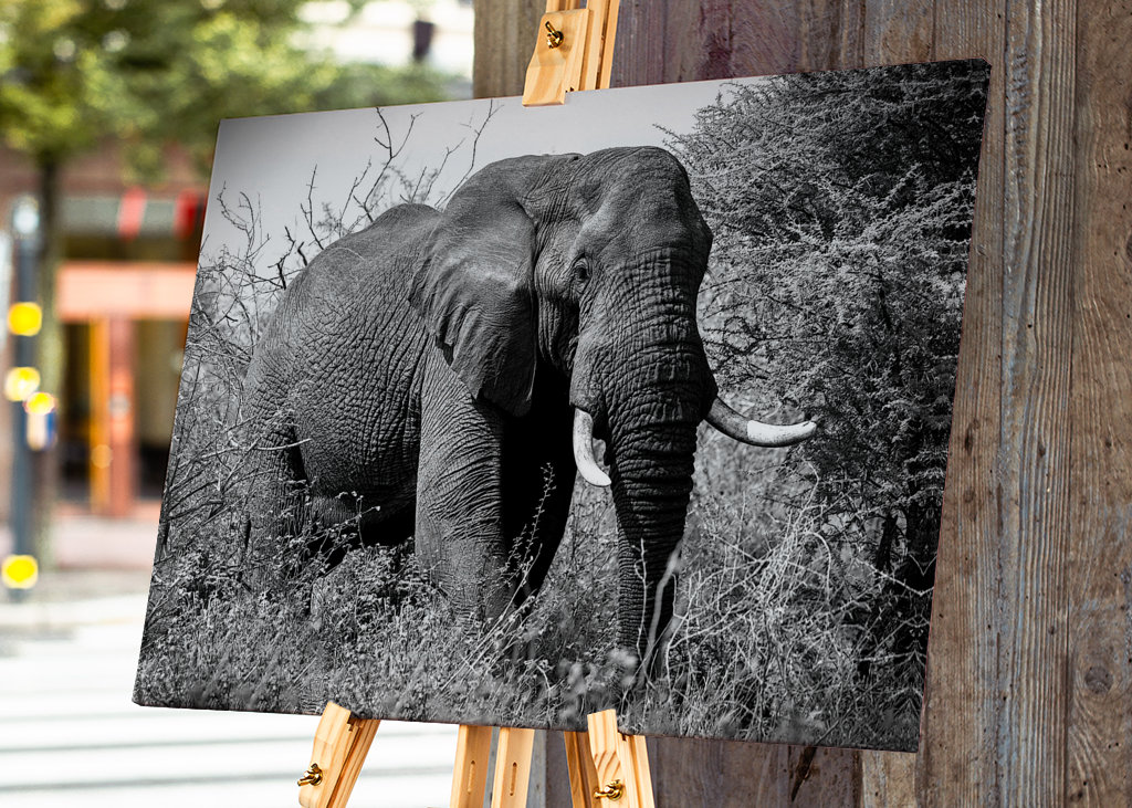 Elefante, bianco e nero