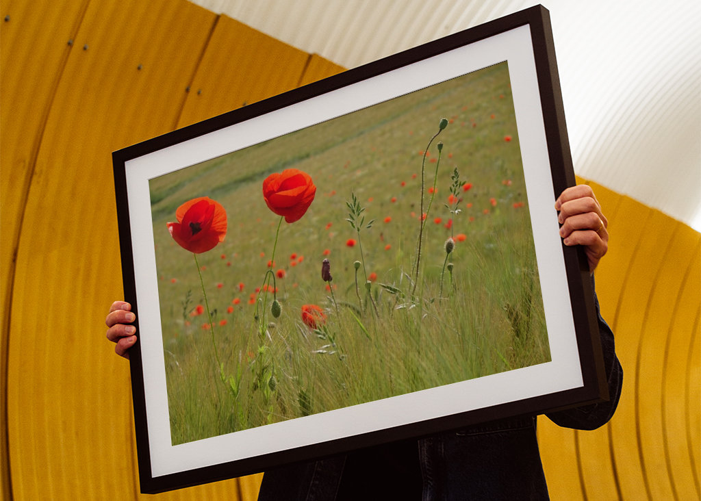Semi di papavero in un campo di grano 