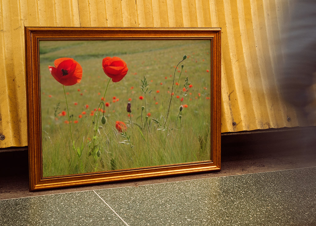 Semi di papavero in un campo di grano 