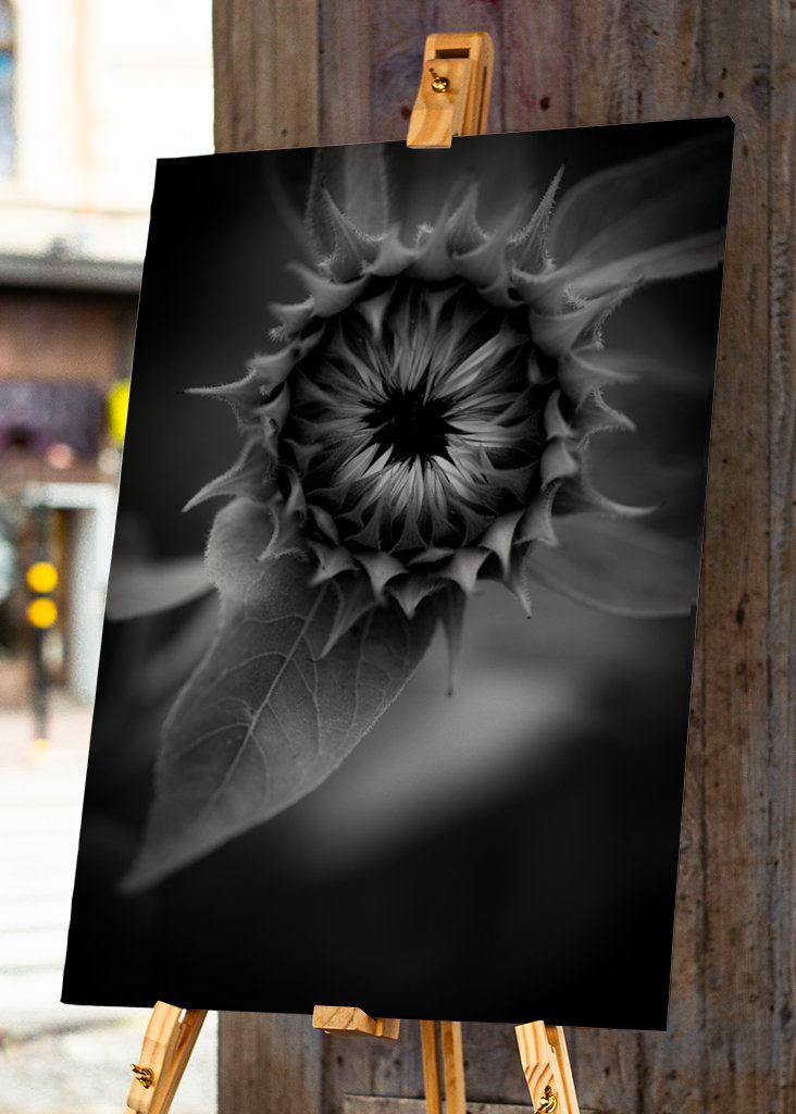 Sonnenblume in Schwarz-Weiß