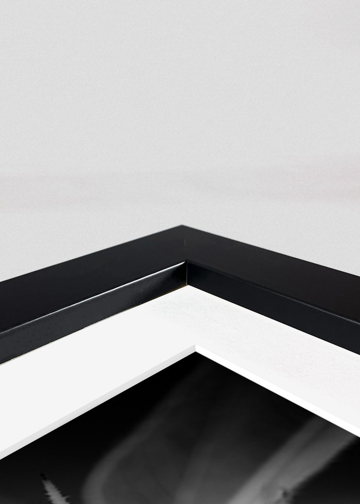 Sonnenblume in Schwarz-Weiß