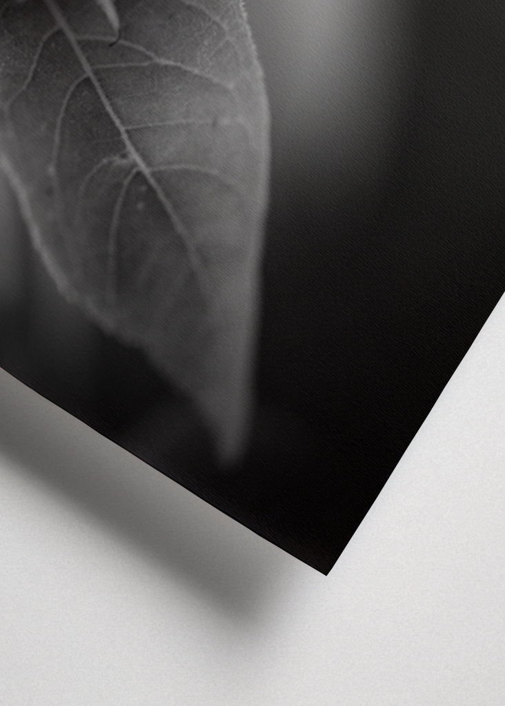 Sonnenblume in Schwarz-Weiß