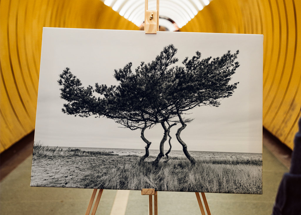 Drzewo genealogiczne