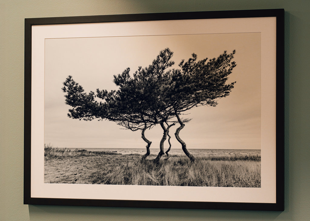 Drzewo genealogiczne