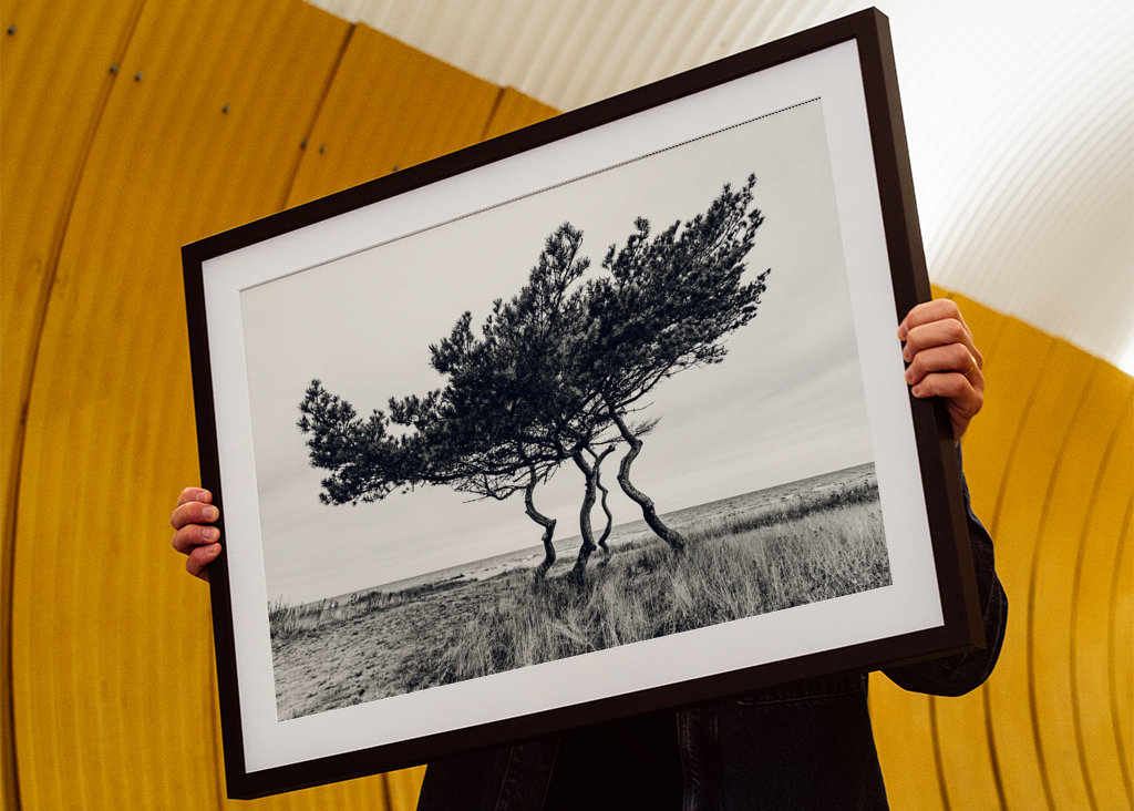 Drzewo genealogiczne