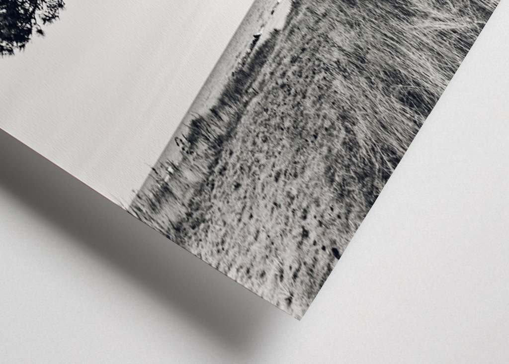 Drzewo genealogiczne