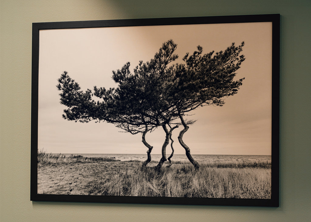 Drzewo genealogiczne