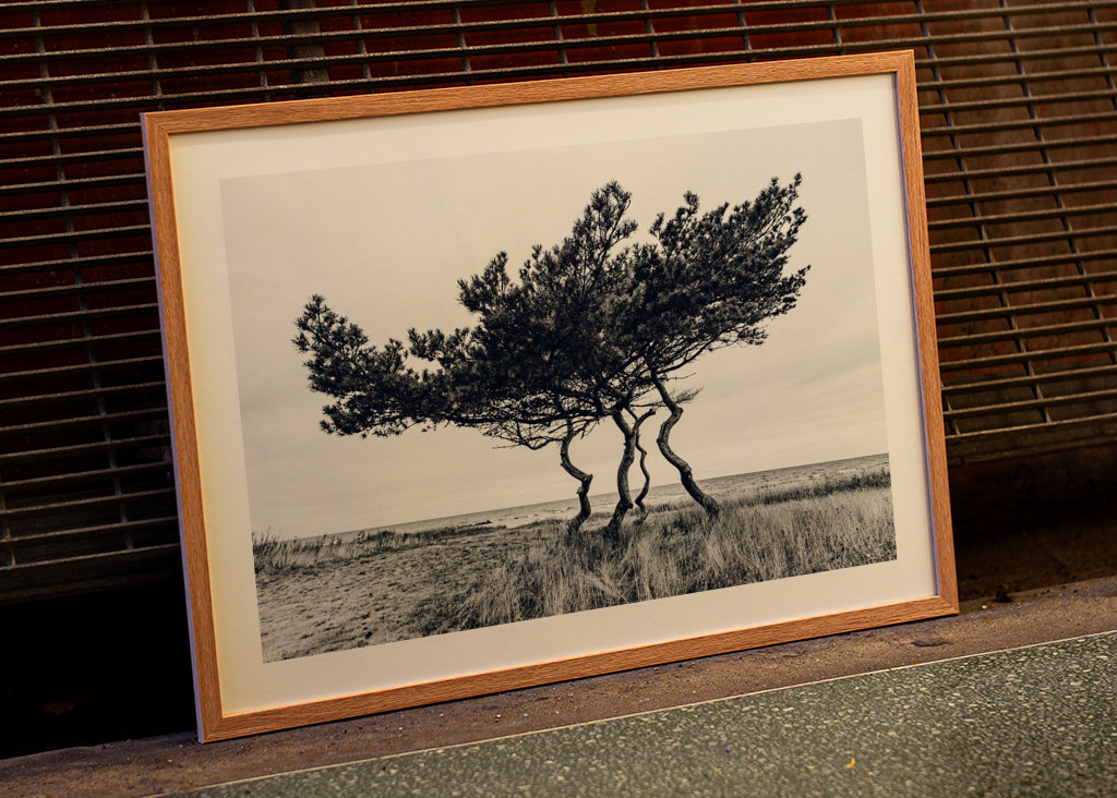 Drzewo genealogiczne