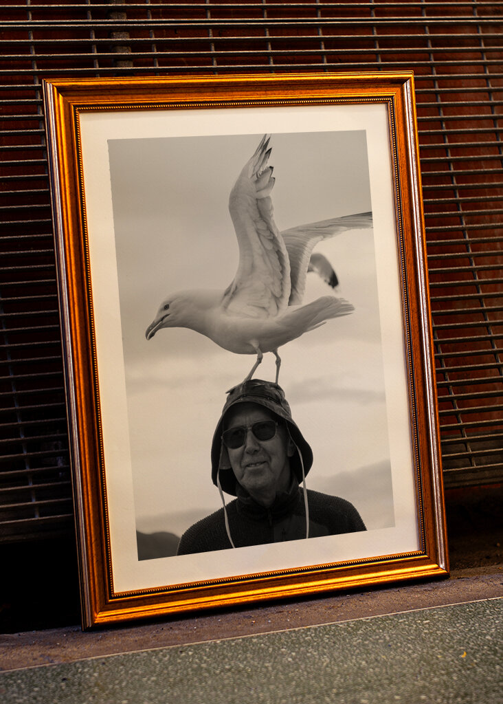 Il capitano e il gabbiano