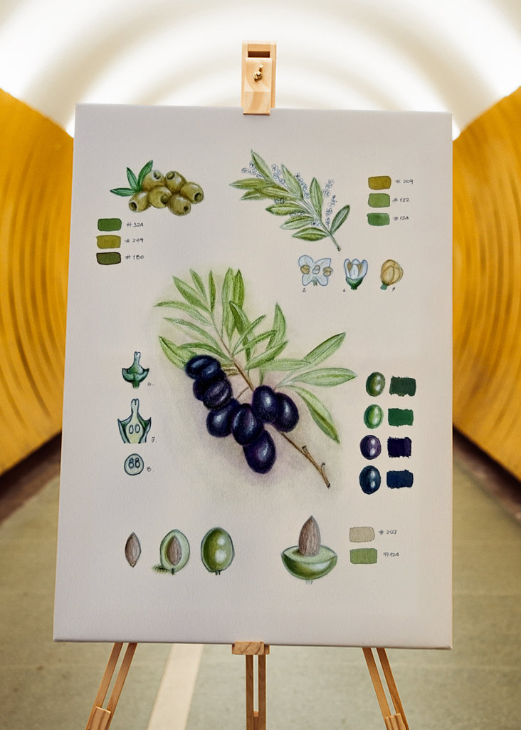 Vintage botanisk oliven