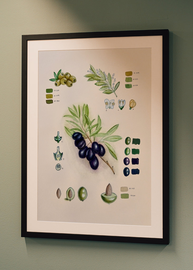 Vintage botanisk oliven