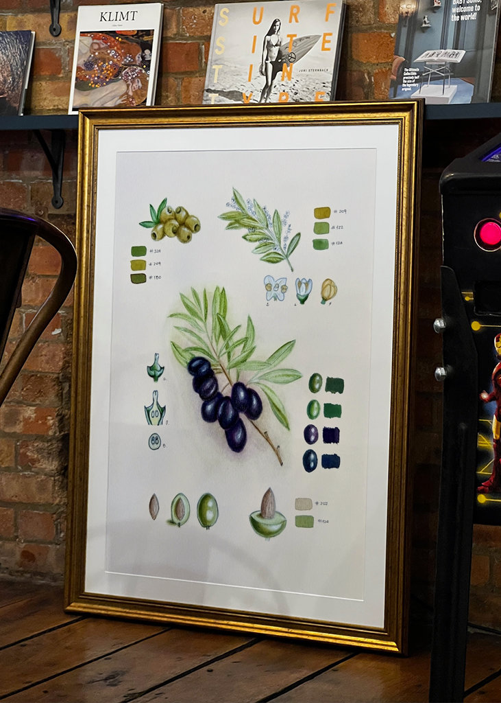 Vintage botanisk oliven