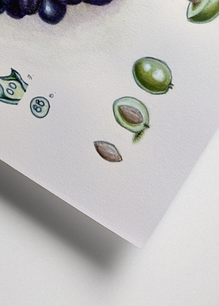 Vintage botanisk oliven