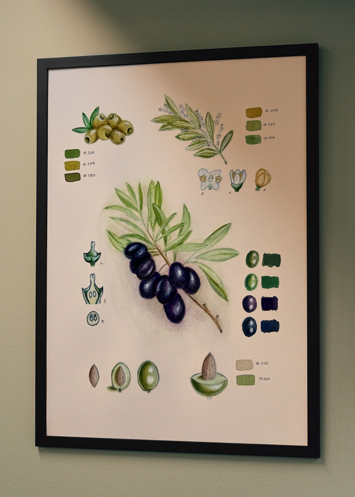 Vintage botanisk oliven