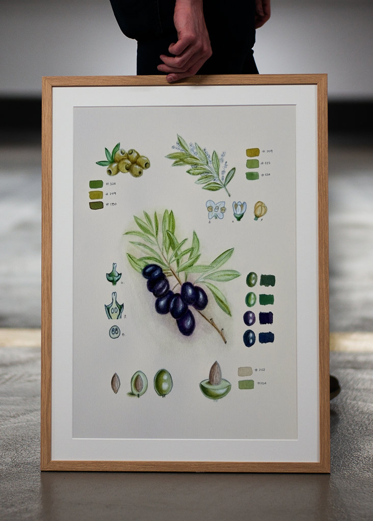 Vintage botanisk oliven