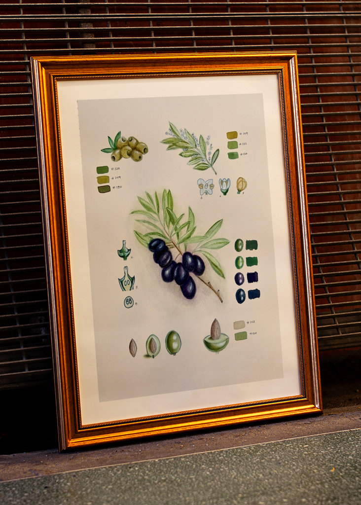 Vintage botanisk oliven