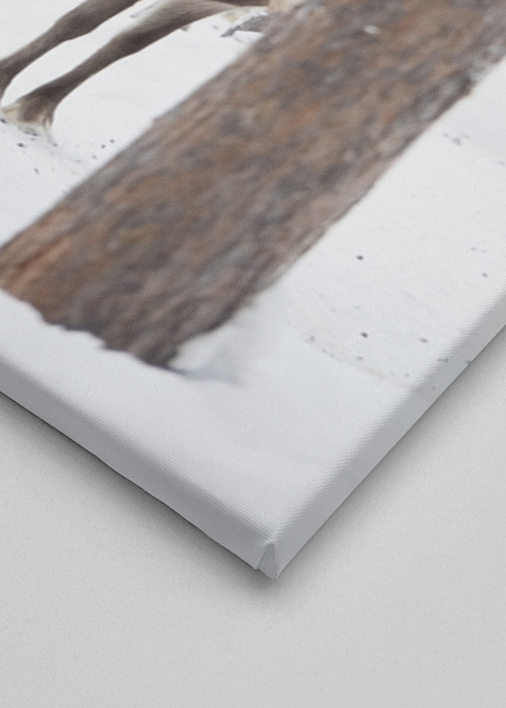 Rensdyr i finsk Lapland