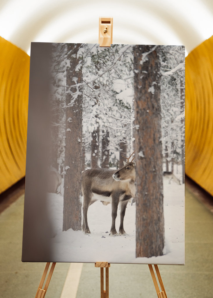 Rensdyr i finsk Lapland