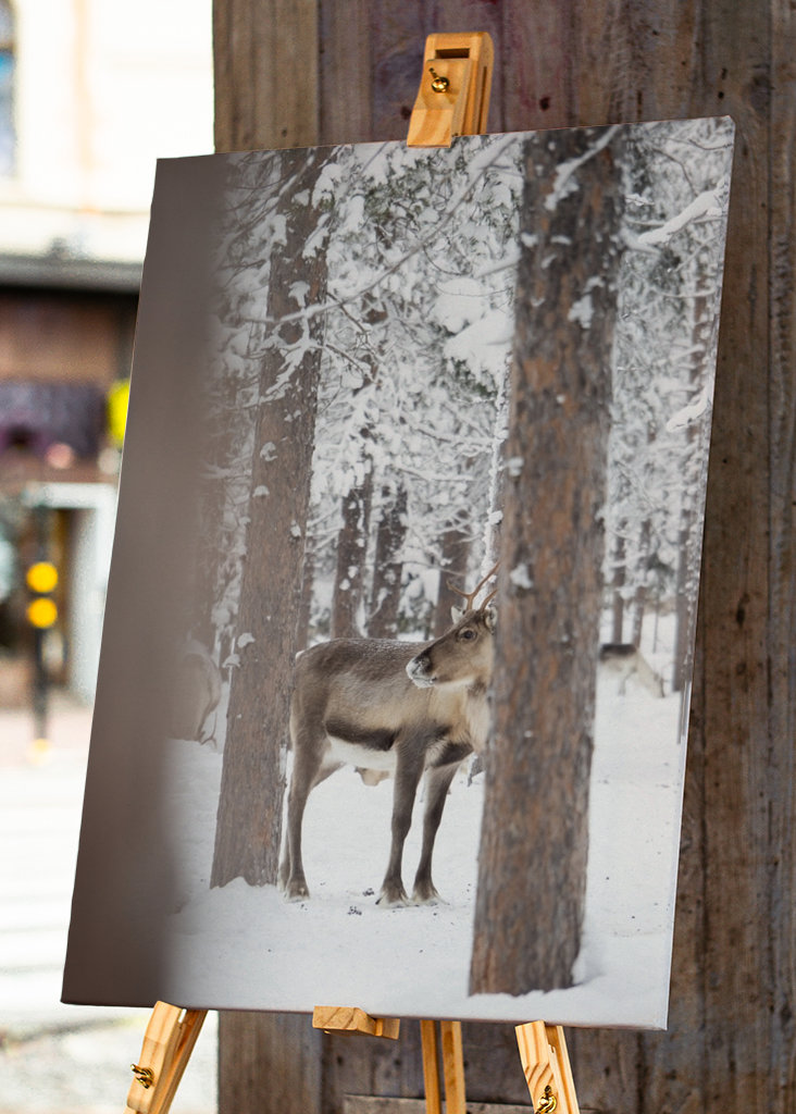 Rensdyr i finsk Lapland