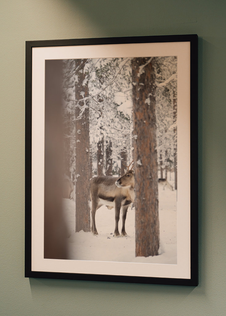 Rensdyr i finsk Lapland