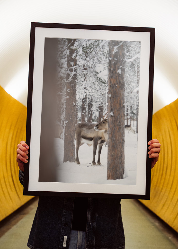 Rensdyr i finsk Lapland