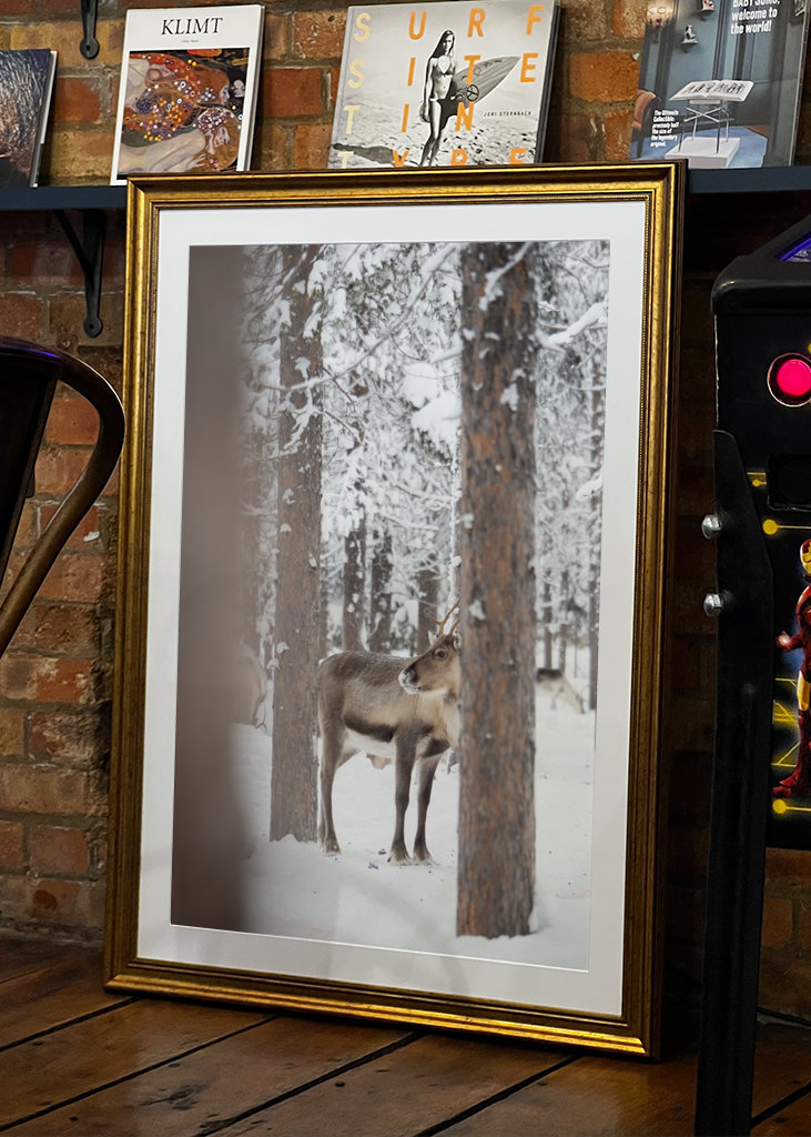 Rensdyr i finsk Lapland