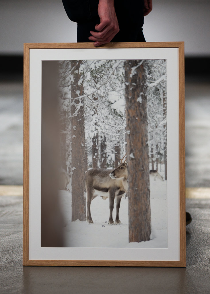 Rensdyr i finsk Lapland