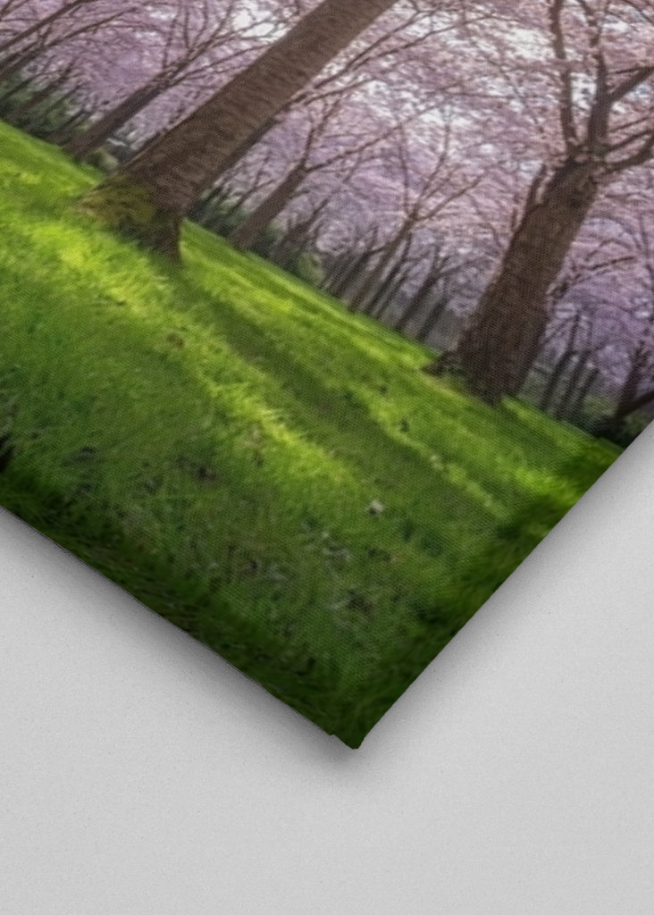 Blooming cherry tree